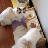 宠托师、婚庆化妆师……年轻人假期兼职图鉴里有你吗？