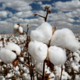 开始冷了！三招辨别真假长绒棉