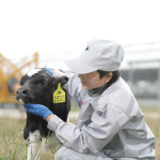 舒适的牛产健康的奶，揭秘奶牛的品质生活