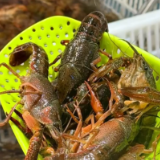 提前半个月上市，长沙小龙虾早春抢“鲜”登场啦