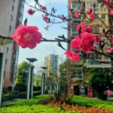 春日来“信”① | 满园春色关不住 春到我家已十分