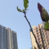 二手房市场复苏了吗？18城成交总量连涨7周