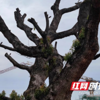 中国二十冶华中公司：展央企担当 为古树撑起“保护伞”