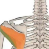 这块不起眼的 “小肌肉”,藏着肩臂不适的关键