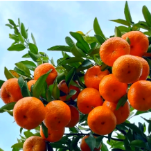 老人因吃橘子险丢命!专家急呼:这类人吃水果要当心