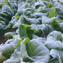 霜打菜为什么吃起来分外甜