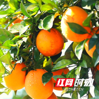 株洲黄竹村“山野实验”结硕果 新农品“7个橙”长沙甜蜜上市
