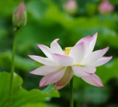 蜱虫、隐翅虫、蚊子…… 夏季，常见蚊虫如何应对