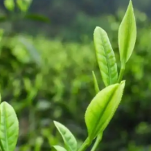 茶有哪些功效？怎么正确喝？看看专家怎么说