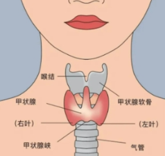 世界甲状腺日│甲状腺患者看牙指南，这些细节要注意！