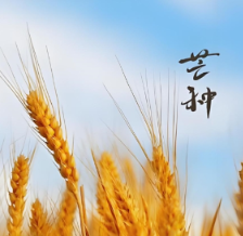 中医谈芒种节气 | 芒种至，当祛湿热护脾胃