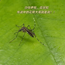 已确诊超两千例！长沙疾控两发提醒：警惕基孔肯雅热和登革热！