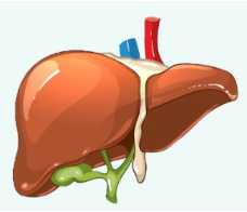 “脂肪肝”——藏在“沉默”里的健康隐患