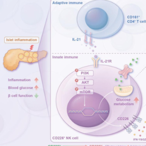 1型糖尿病为何有“蜜月期”?这个研究团队发现了关键机制