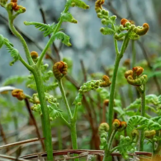 春日限定美味上市，这样把好安全关尝鲜不“尝险”