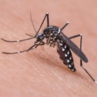 天气转暖蚊虫蜱虫活跃 专家提醒户外活动需做好防范