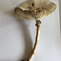 野生蘑菇要慎食 当心尝鲜变“尝险”