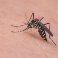 今年蚊子或将迎来“史诗级”加强？科学防蚊要趁春