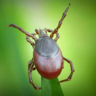 健康科普 | 蜱虫出没季，别慌别硬拔
