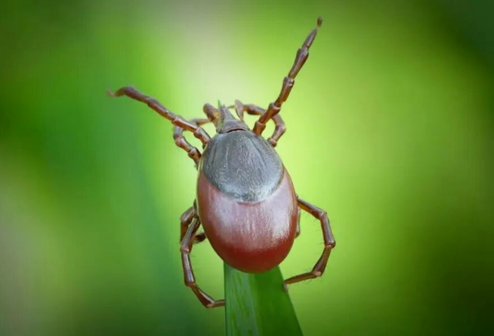 健康科普 | 蜱虫出没季，别慌别硬拔