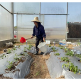 春季蔬菜生产开好头，湘研种业指导农户科学种植