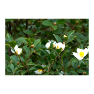 关于到底要不要买那么“贵”的茶油?先来做道算术题