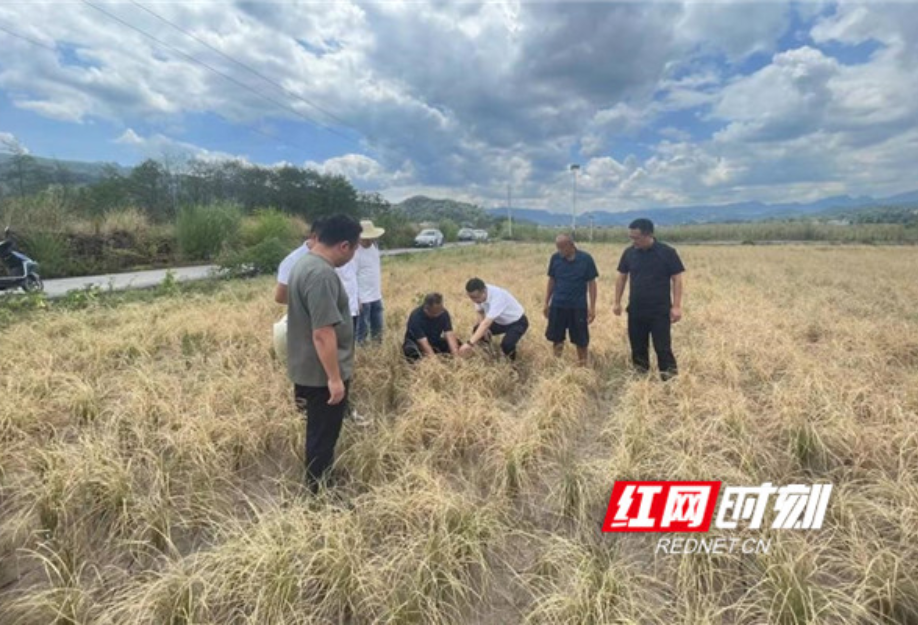 落实专项资金2000万元！ 湖南人保财险全力服务抗旱减灾