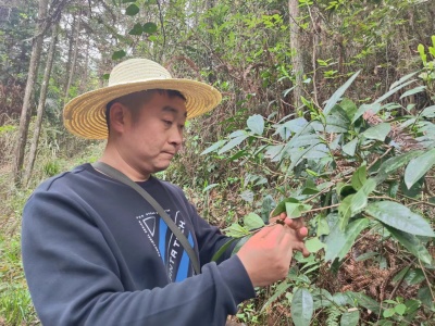 002-大山里的滔支书：土豆走俏背后爱心在传递.jpg