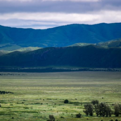 中国加强森林碳汇建设促进实现碳中和目标