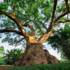 我国将每十年开展一次古树名木资源普查