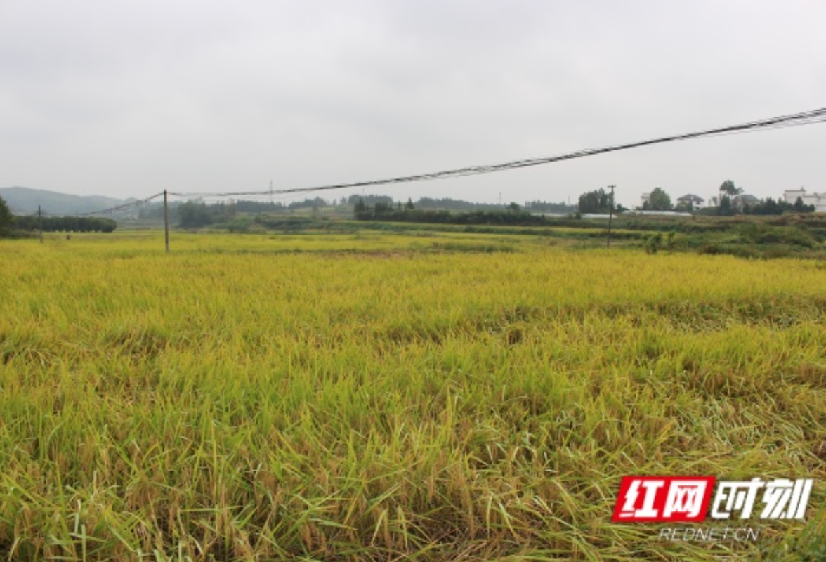 新化县炉观坝灌区灌溉保丰收成效显著