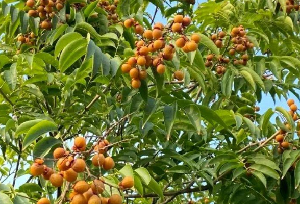 打卡大泽湖湿地公园，秋日自然疗愈正当时