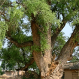 湘疆情谊的历史脉络与时代新篇