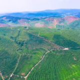 玉竹摇翠愈废矿  油茶流金润青山——邵阳市东南片历史遗留矿山生态修复优秀案例