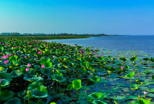 自然资源领域生态产品价值实现典型案例⑤丨小水草滋养大生态，好湖景带富千万家 ——益阳市大通湖区大通湖生态产业化推动生态产品价值实现案例