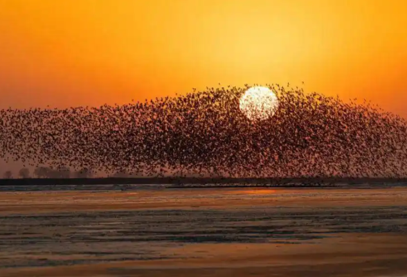 黄河三角洲国家级自然保护区：全球最大的东方白鹳繁殖地