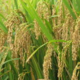 稳固提升粮食和农业生产能力