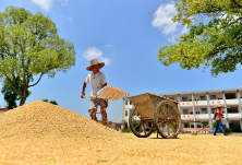 湖南省粮食和物资储备局发布通知部署进一步做好2020年中晚稻收购工作