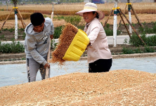 湖南新邵：“粮食产后服务体系”成效突显