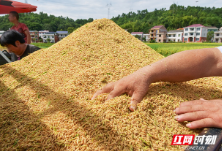 国家粮食和物资储备局部署抓好秋粮收购和保供稳市工作