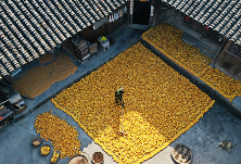 玉米黄 “金”满屋