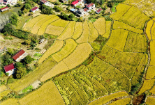 国务院办公厅印发《关于防止耕地“非粮化”稳定粮食生产的意见》