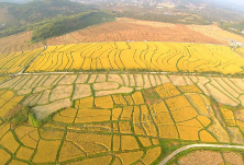 【地评线】太阳鸟时评：念好粮食安全“紧箍咒” 坚决防止耕地“非粮化”