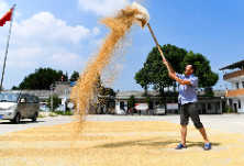 保障农民主体权益，夯实粮食安全之基