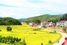 严格耕地保护 维护粮食安全