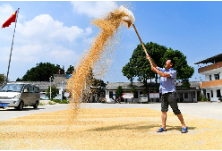 秋粮收购开局顺利 粮食市场平稳运行