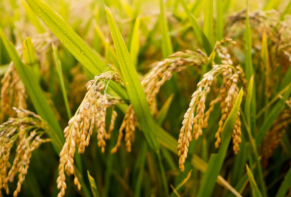 河南粮食总产量首次超过1350亿斤