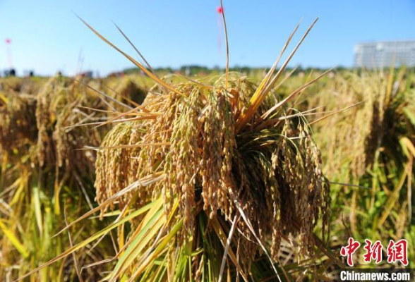 为何解决种子问题上中央日程？ 专家：这是“芯片”