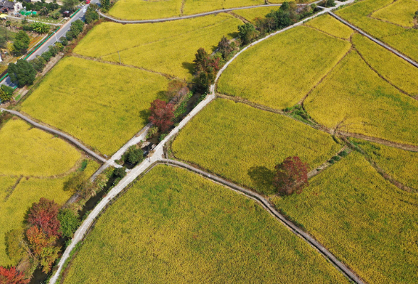 稳固耕地基本盘，打好种业翻身仗