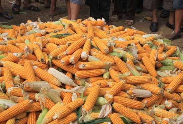 玉米“领跑”，秋粮收购渐入高峰——专家解析当前粮食市场走势